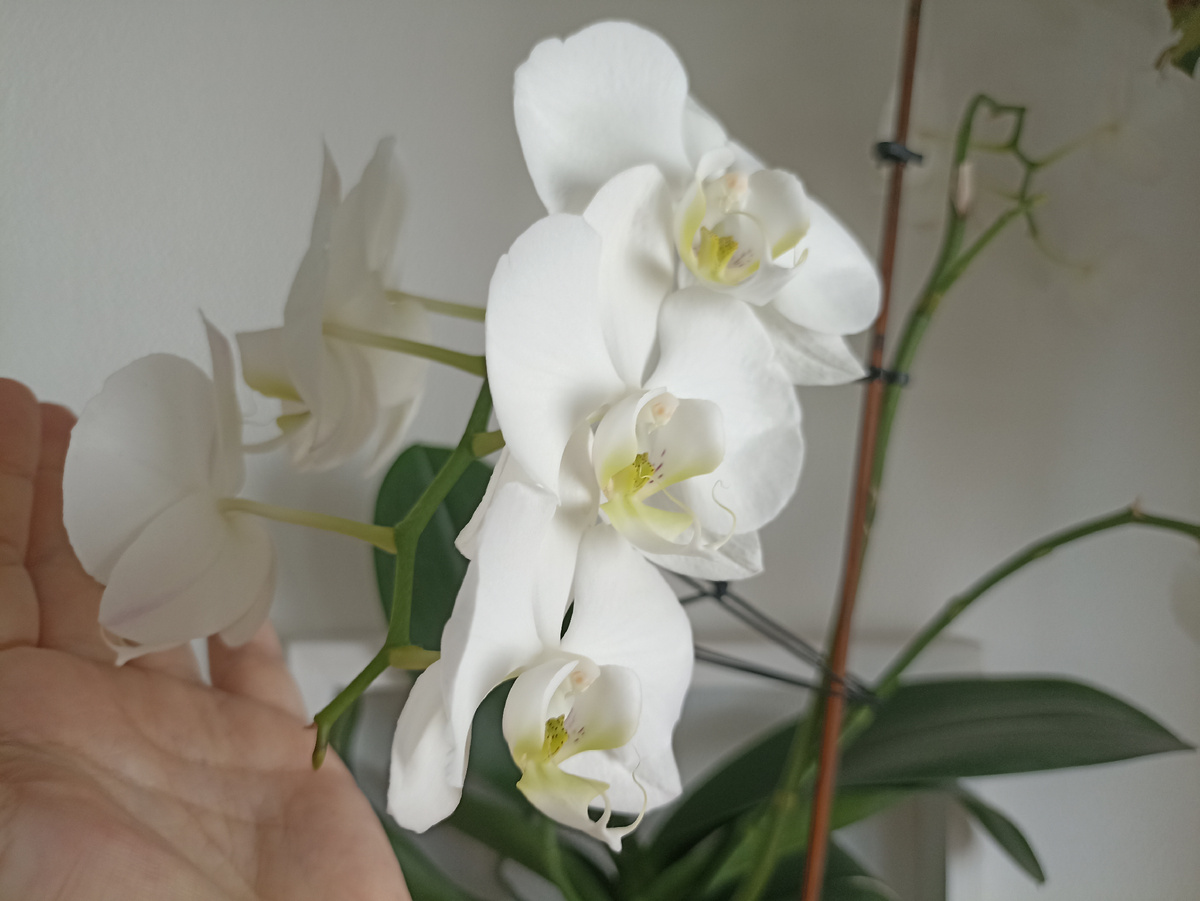 Красотка моя!!! 