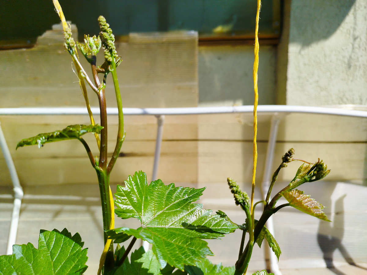 К-ш Мармеладный