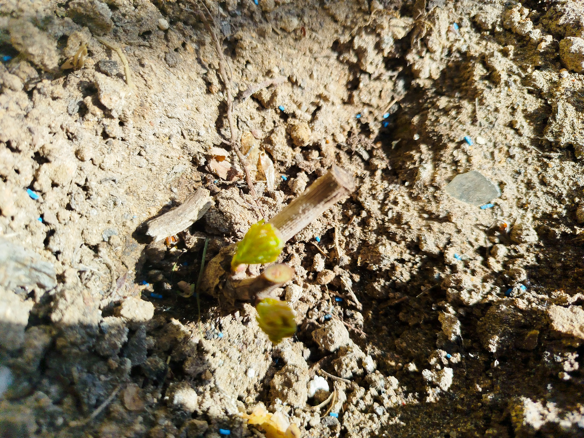 к-ш Ламборджини