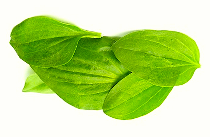 Подорожник — полезное растение, богатое витаминами и минералами.