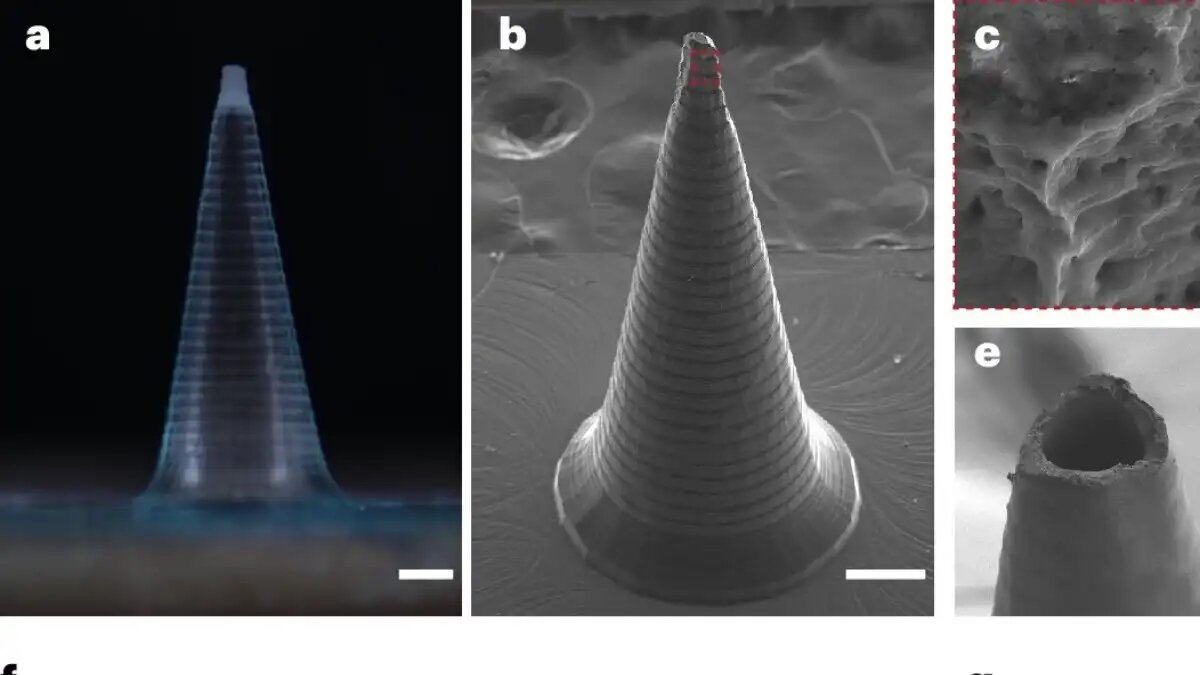 Фото:Nature Nanotechnology (2025)
Шелковые микроиглы для растений
