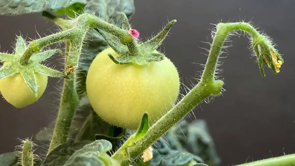 Фото:© Бенедетто Марелли
Демонстрация применения шелковых микроигл на томатах.