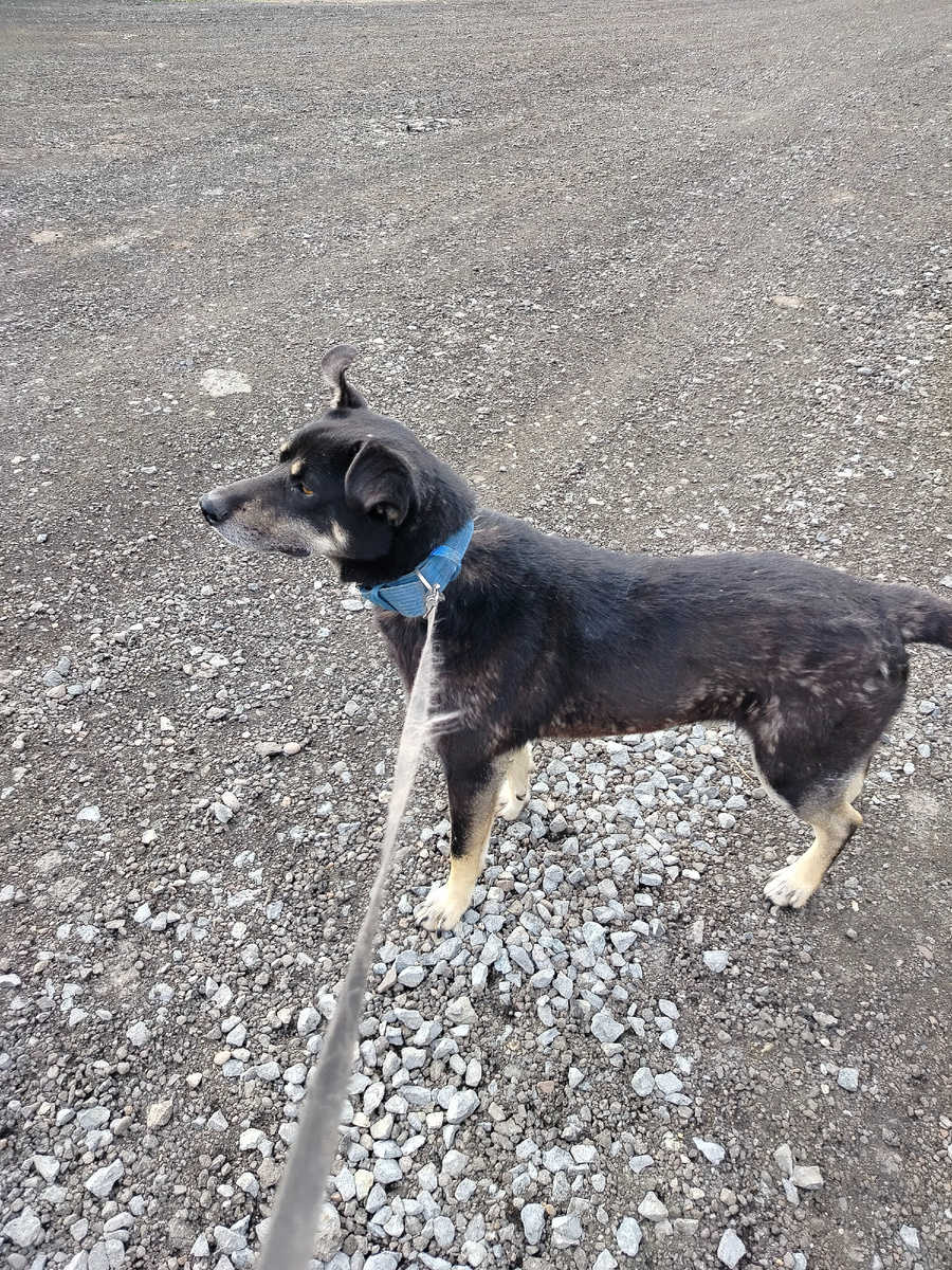 Дик стоит на нашей новой дороге (это второстепенная, основную хорошо покрыли, там гравий не высовывается).