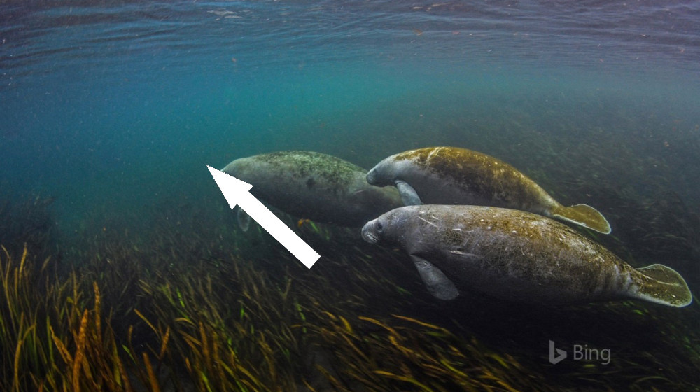    Как жадность и невежество уничтожили последних морских гигантов