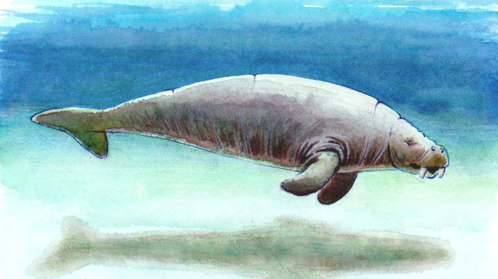    Как жадность и невежество уничтожили последних морских гигантов