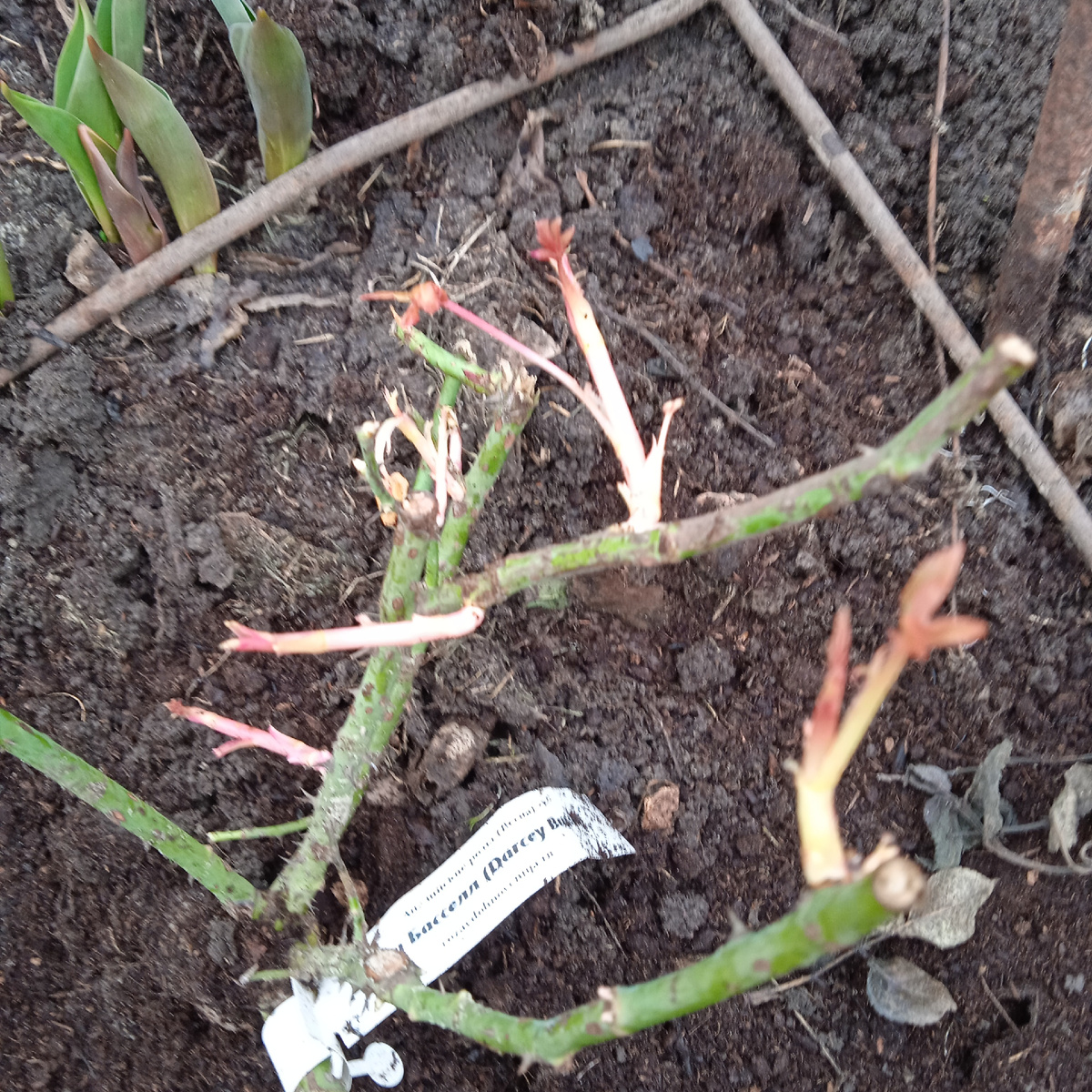 конец марта 25