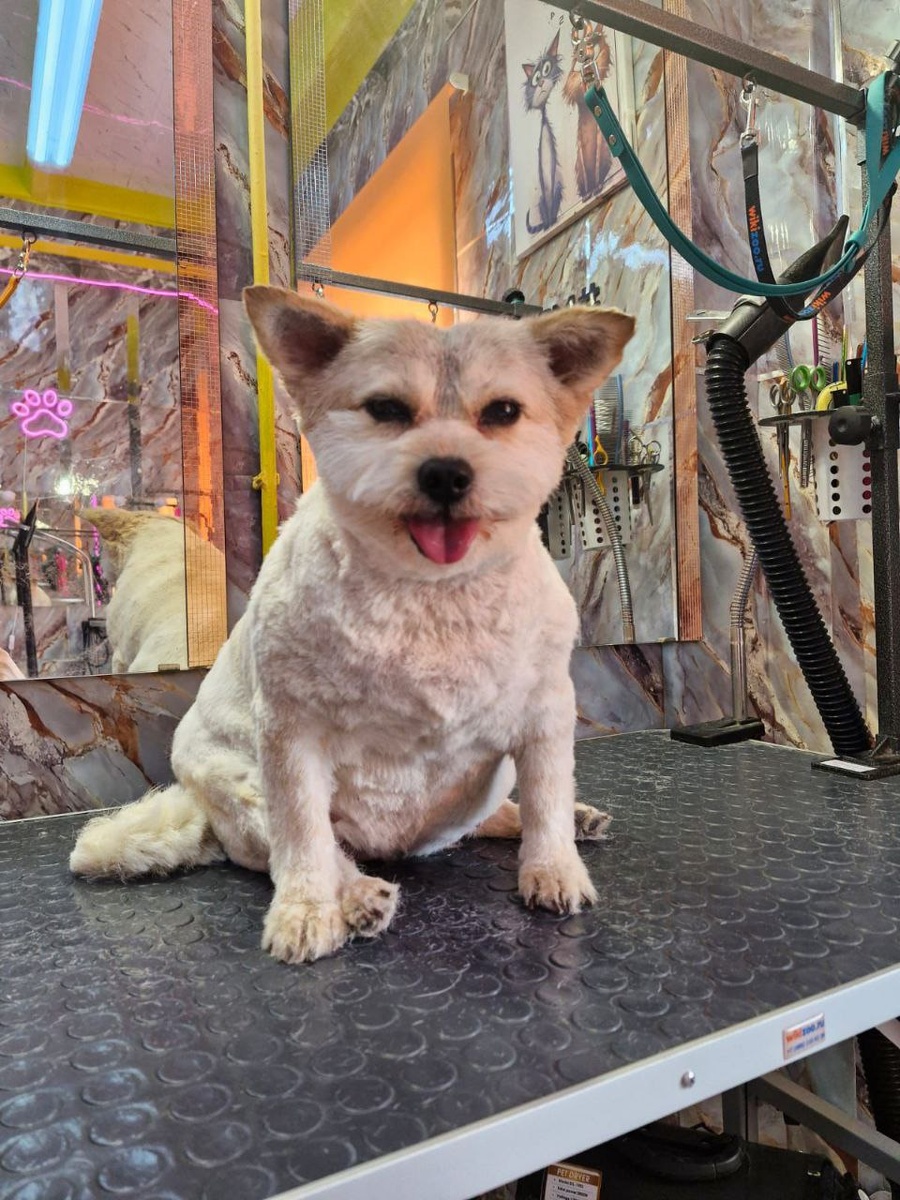 Это собачка Пряня. Совсем недавно она уехала из Теремка в новую жизнь, к своим хозяевам в Москву. Пряню не узнать, так она выглядит после посещения грумера