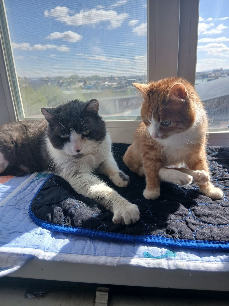 Особенные котики Теремка, греются на солнышке