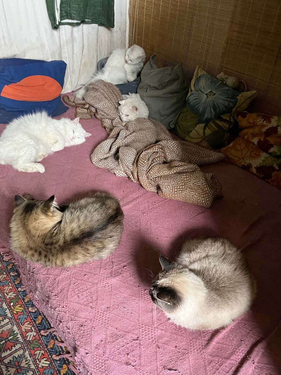 Одна кошка убежала из кадра