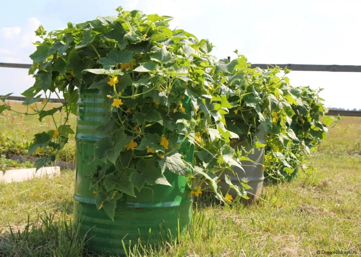 Посадка в бочки 