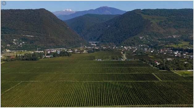 Виноградник