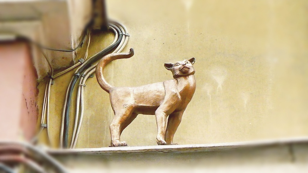 Кошка Василиса, а ещё