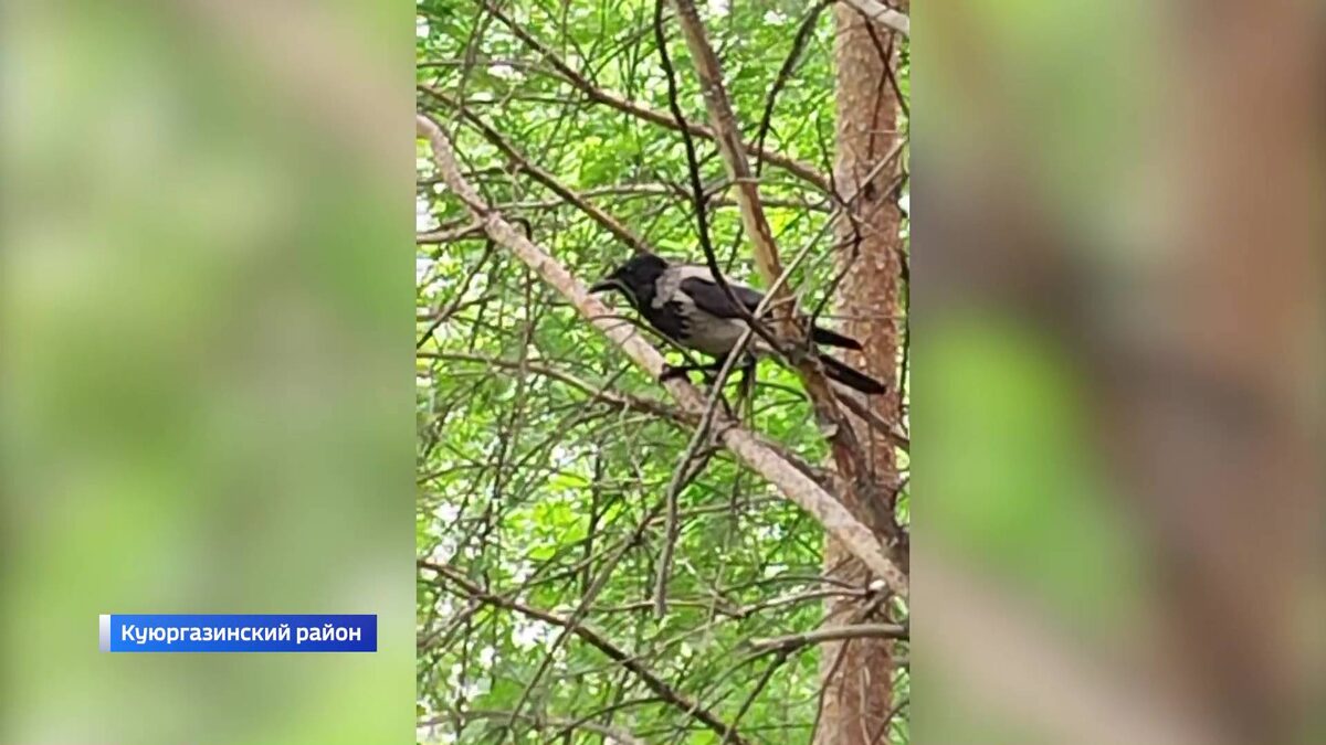    Вороны нападают на людей в Куюргазинском районе Башкортостана