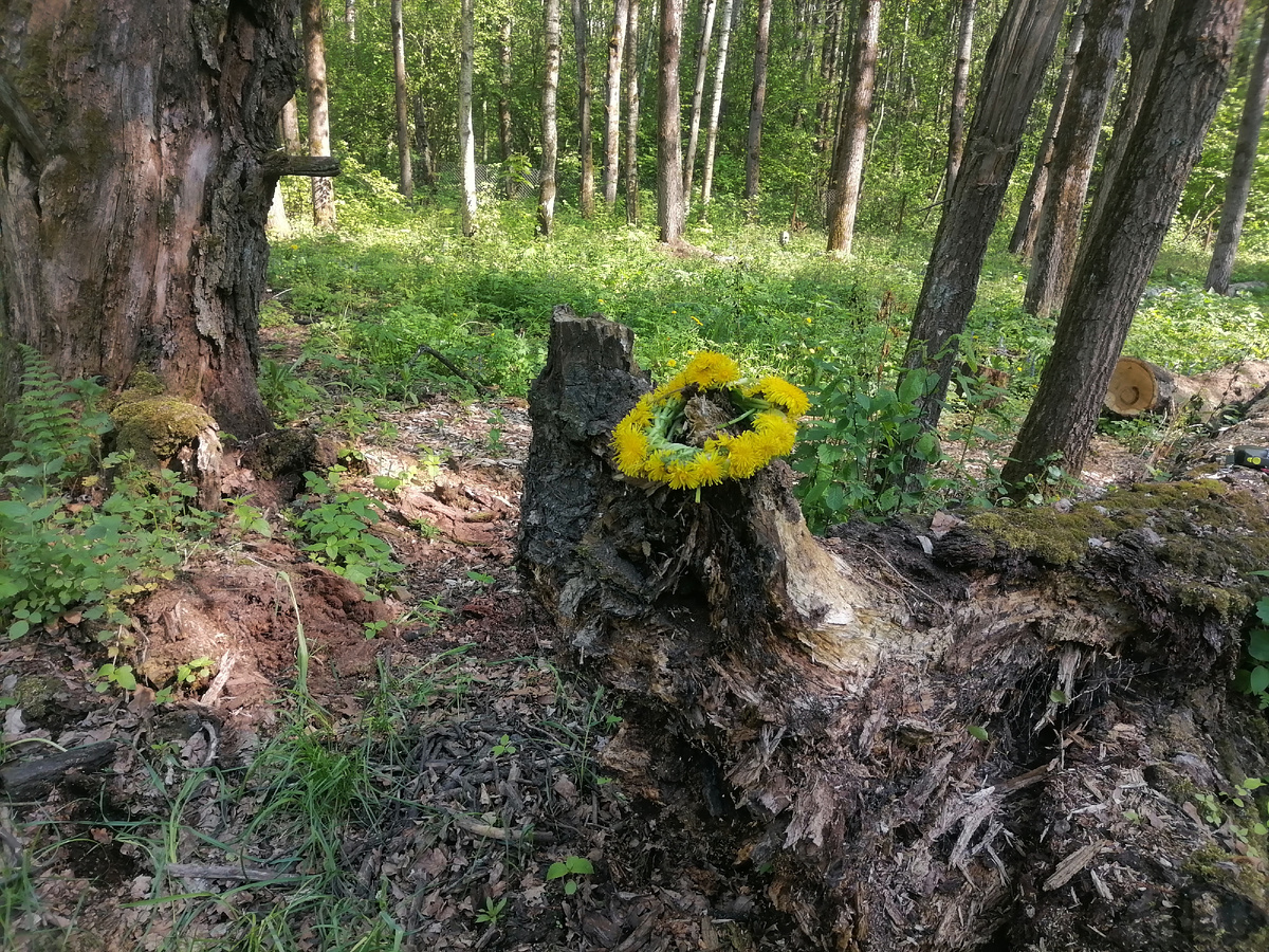 Веночек из одуванчиков
