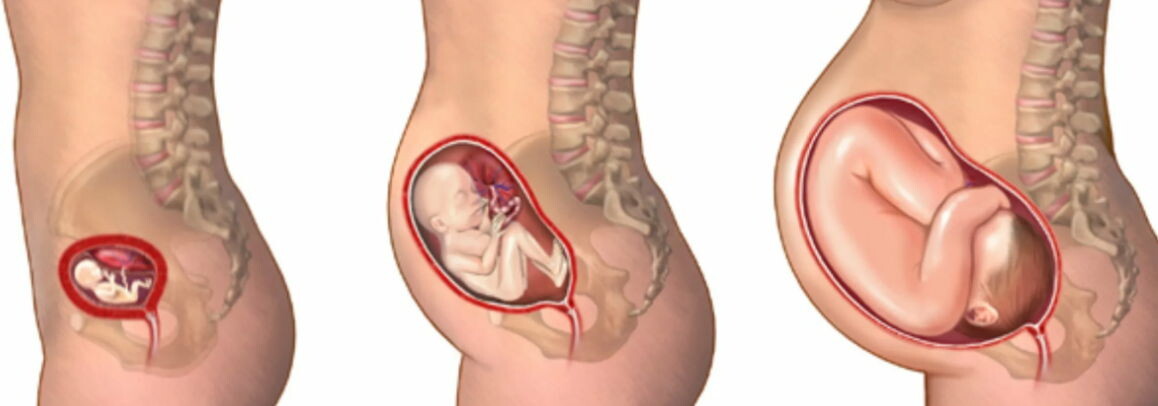 Развитие эмбоиона. Рисунок из открытых источников.