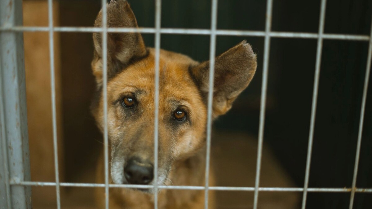    Фото: Vulp/Shutterstock/Fotodom