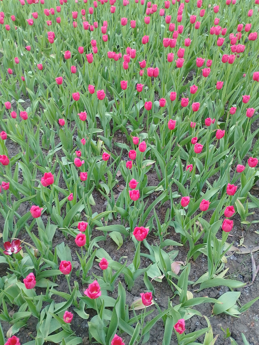 Фото автора.