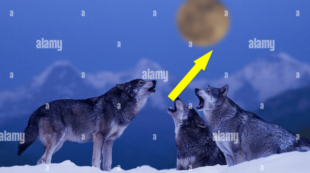    Волки не воют на луну и вот почему это важно для науки в 2025 году