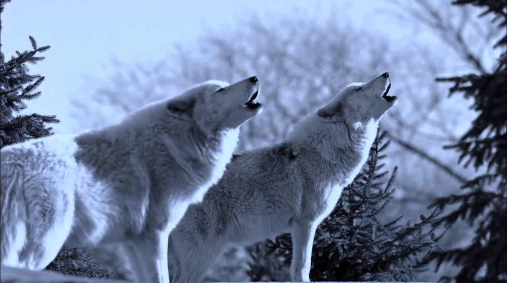    Волки не воют на луну и вот почему это важно для науки в 2025 году