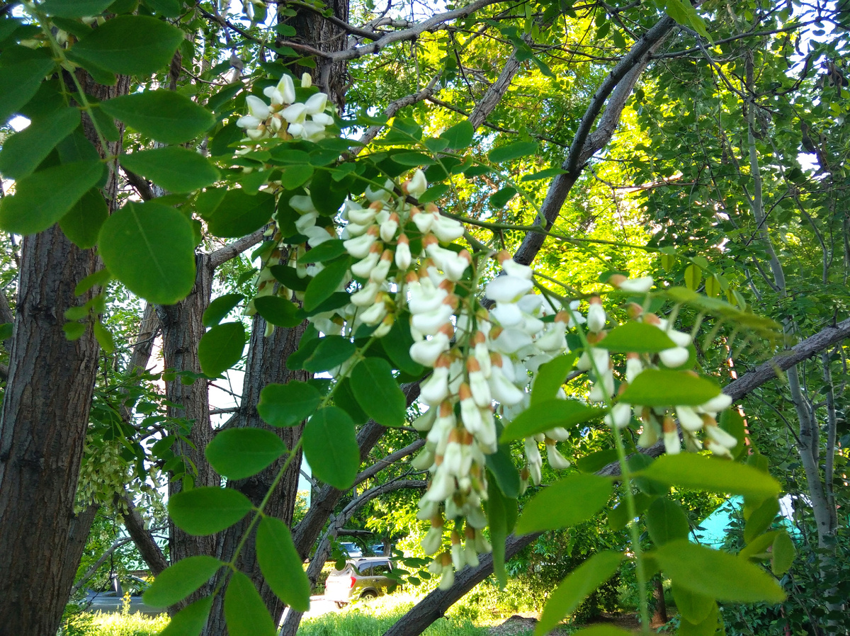 Гроздья акации