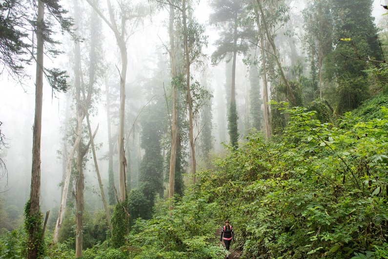  Mount Sutro Open Space