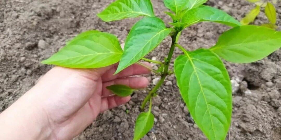 1 ст. л. на 10 л воды для полива перца. Первая важная подкормка перца для хорошего роста