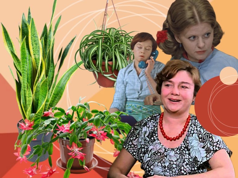 Комнатные растения из советского детства: зеленые спутники эпохи