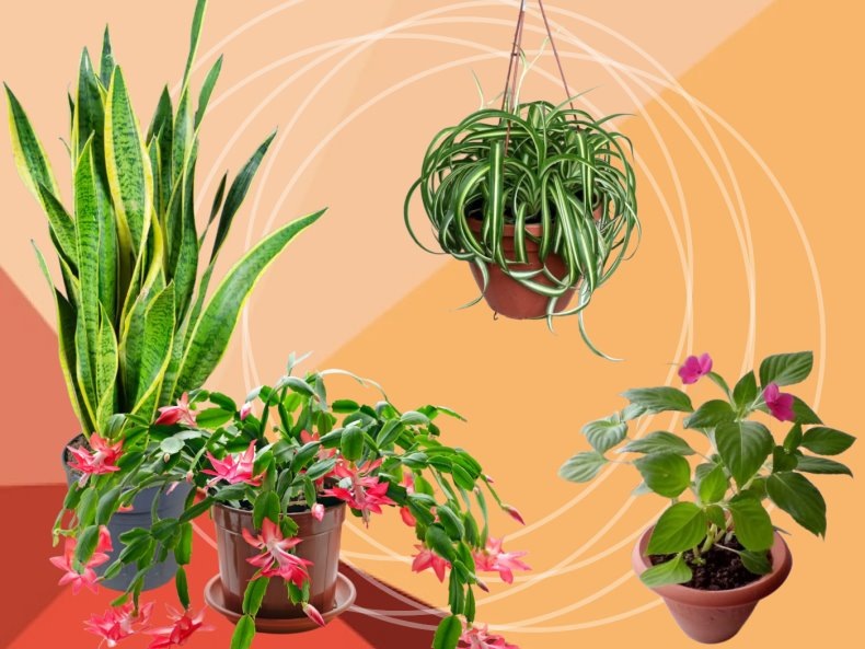 На коллаже: сансевиерия (щучий хвост или тещин язык), шлюмбергера (декабрист), хлорофитум и бальзамин (ванька мокрый)