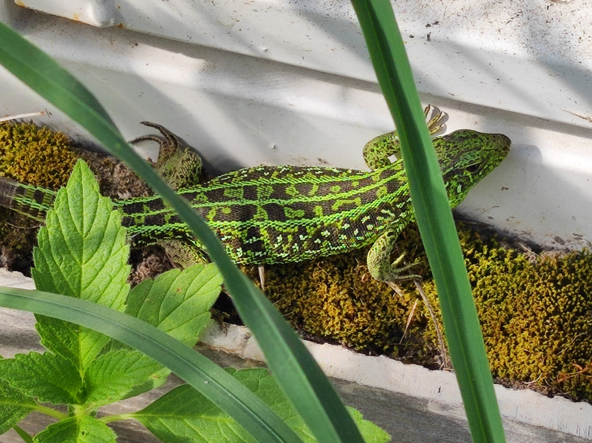 Фото автора, прыткая ящерица на дачном участке, май 2025 года