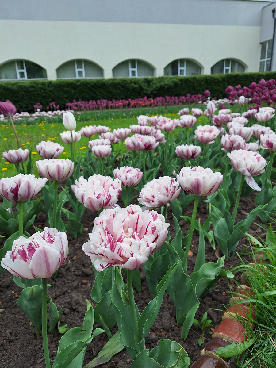 Море тюльпанов!