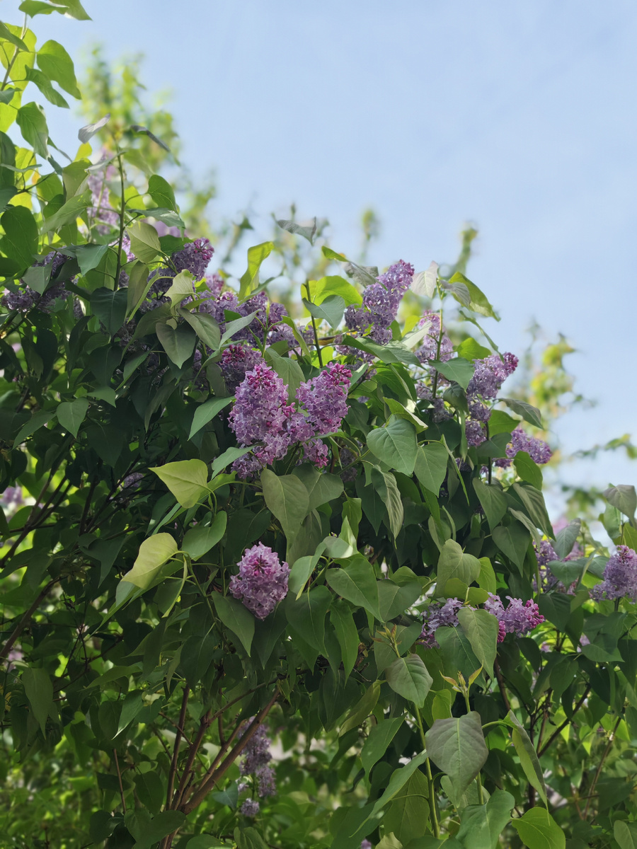 Около дома зацветает сирень