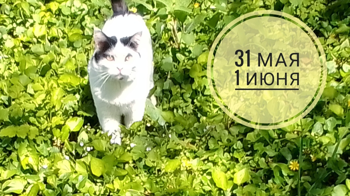 Неврологический прогноз на 31 мая 1 июня: котики в тренде