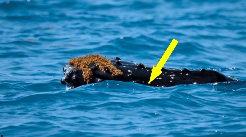    Тайна выбросившихся китов раскрыта токсичные водоросли или военные сонары