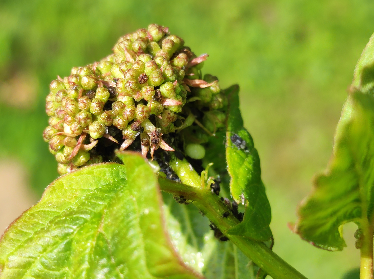 Фото автора, калина, 24 мая 2025 года