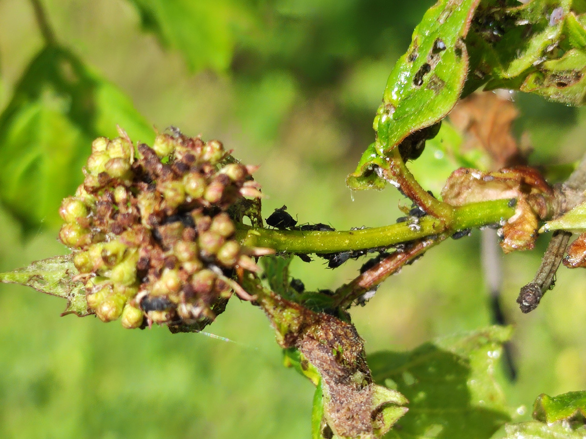 Фото автора, тля на калине, 24 мая 2025 года