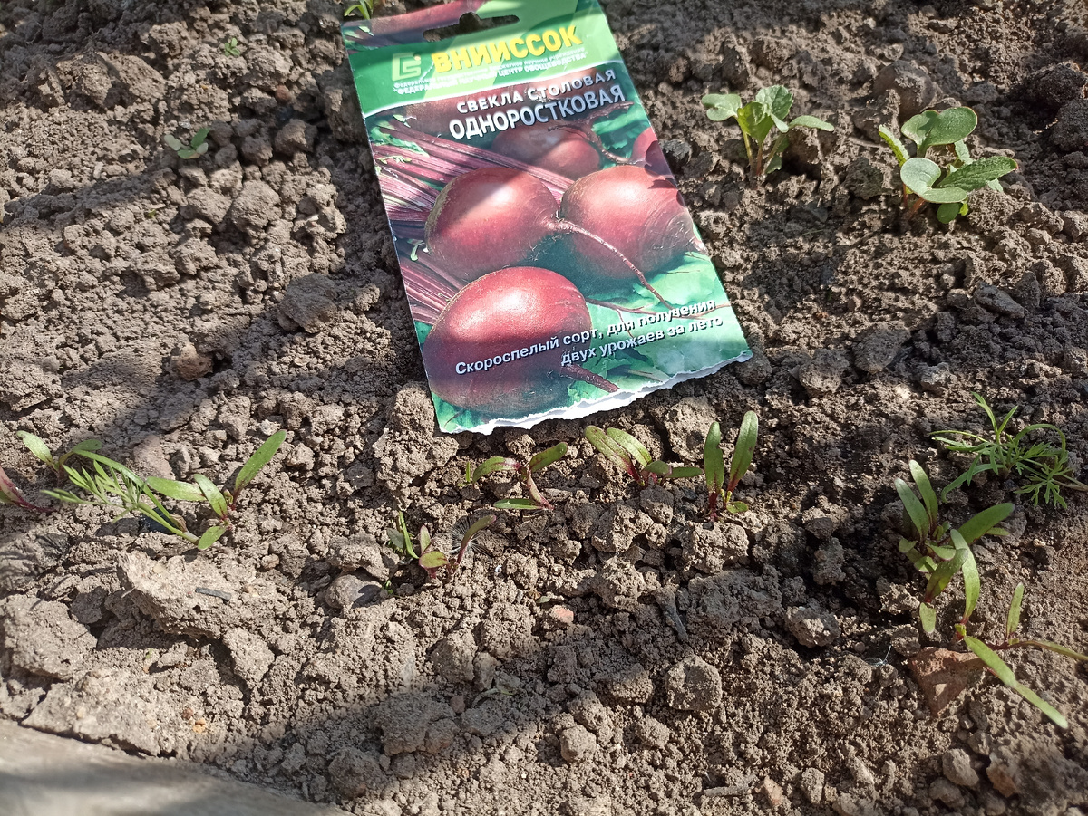 Всходы свёклы по сотоянию на 23 мая . Фото автора