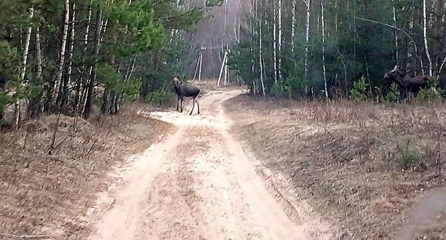   Комитет лесного хозяйства Московской области