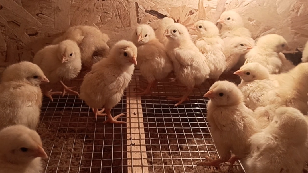 Цыплята. Сразу после переезда в новый брудер
