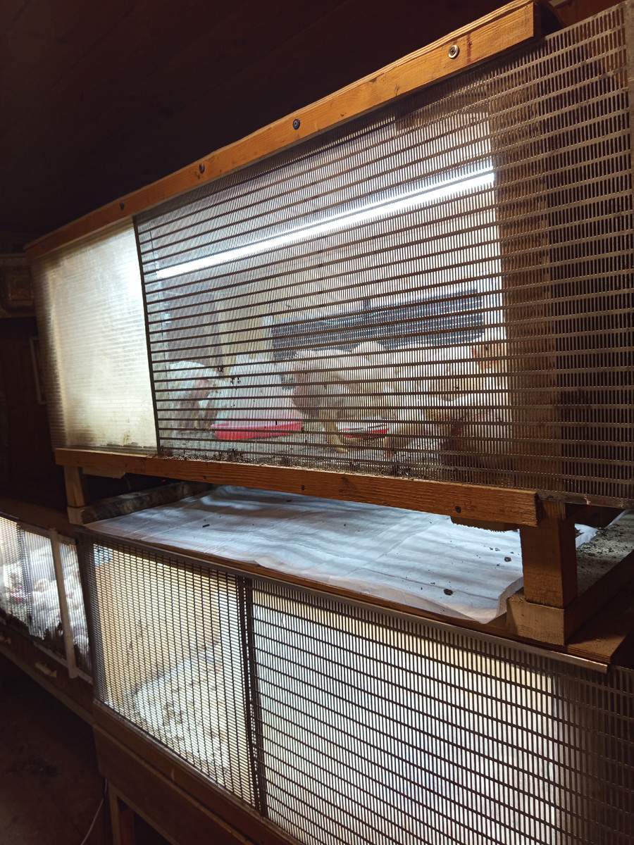 Цыплячий детсад