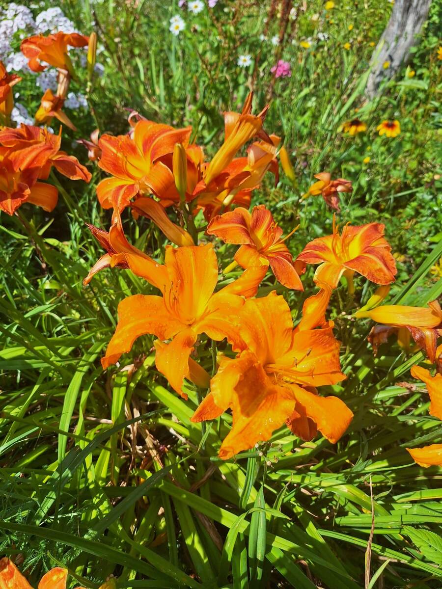 Люблю лилейники .