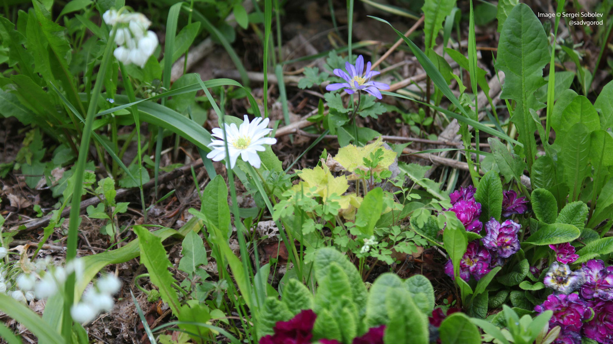 В разных местах всё ещё видны цветы ветрениц...