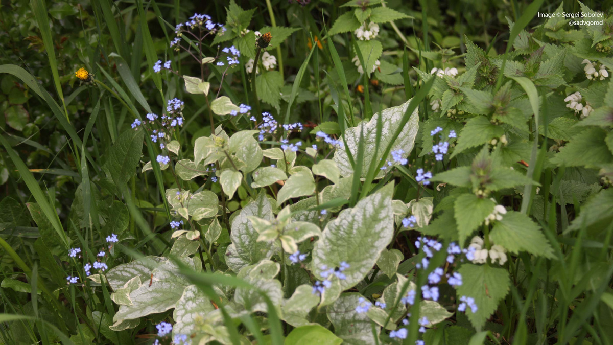 Бруннера с класическими голубыми цветками и вариегатными листьями.