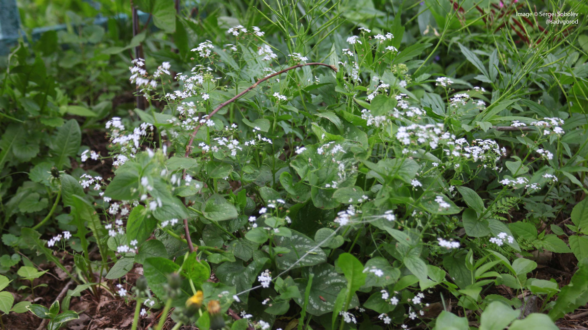 Белая бруннера с едва заметной вариегатностью листвы.