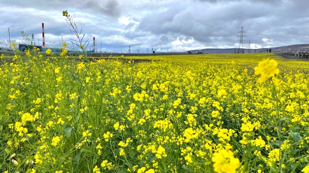 Вид территории после биологического этапа рекультивации земель. Фото: Николай Щипко и пресс-служба Заполярного филиала «Норникеля». Источник: news.sgnorilsk.ru
