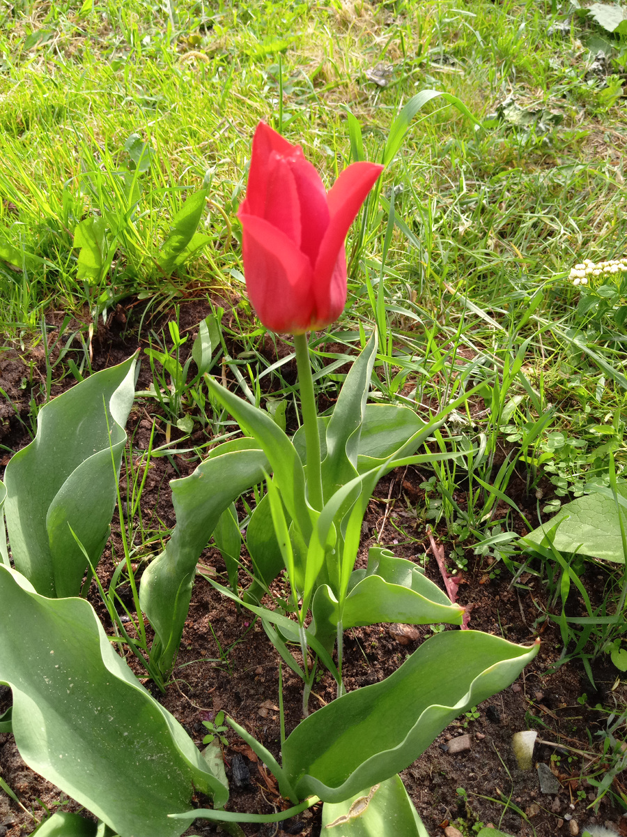 Тюльпан голландский 🌷