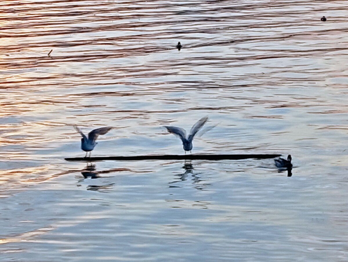 Даже птицы устали летать