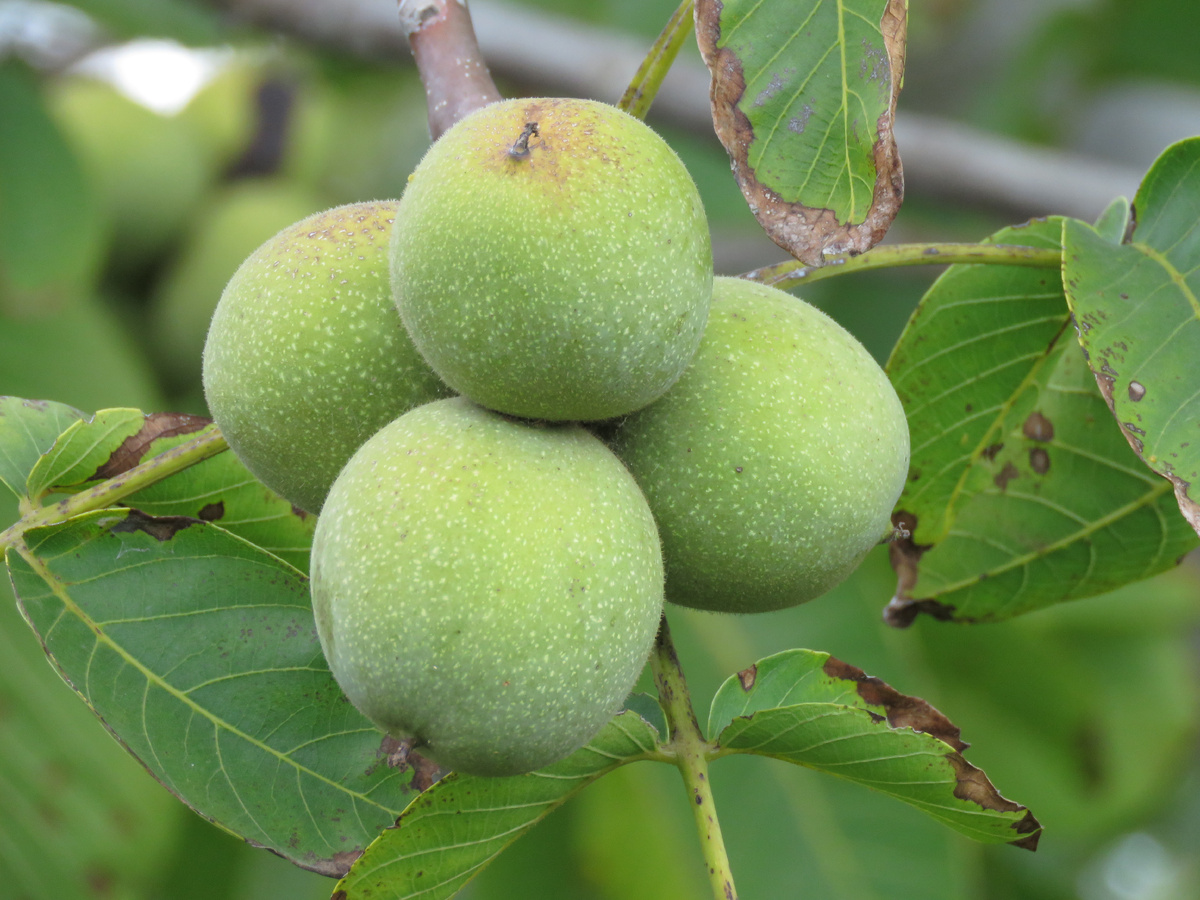 Неспелые плоды грецкого ореха (фото из дружественного канала "Крымские просторы")