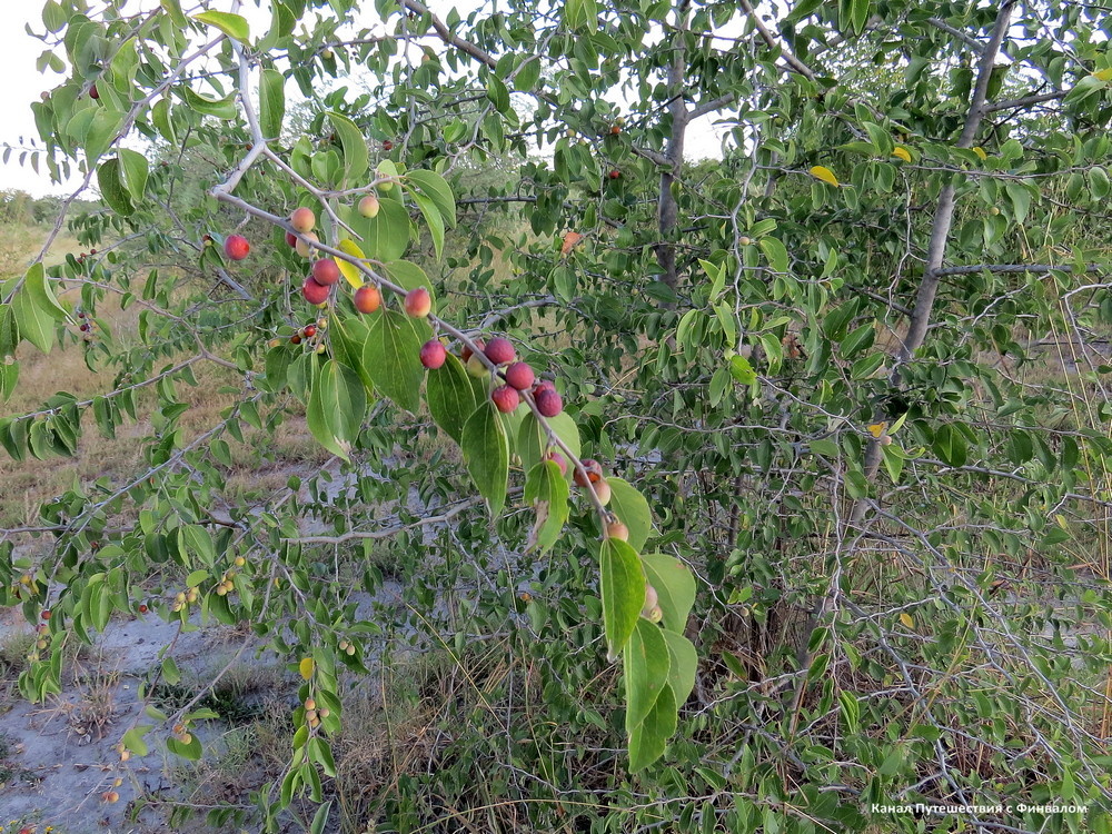 Зизифус остроконечный (бушменский терновник. буйволиный шип).