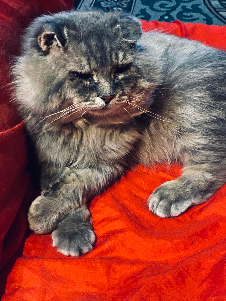 А еще домашние коты спят на красивом постельном белье! Везде фото автора.