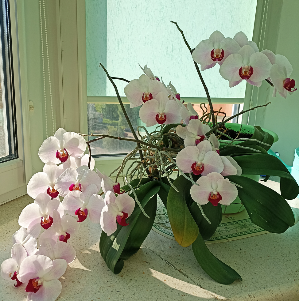 Тася скорректировала место прибывания орхидеи. Фото автора